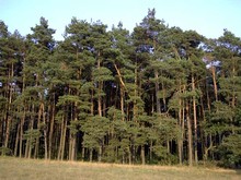 10_Kieferwald_04.jpg 10_Kieferwald_04.jpg